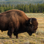 Yellowstone Bison Herd Lawsuit